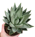 Haworthia Savanna 